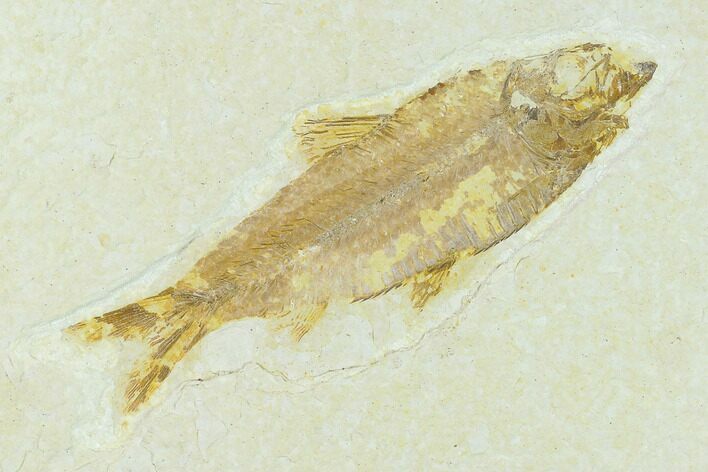 Fossil Fish (Knightia) - Green River Formation #133964